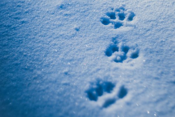 Paws prints in snow with blue shadows closeup